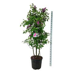Syringa v. 'And. an Ludwig Späth'
