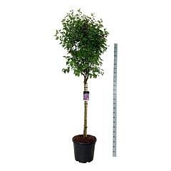 Syringa v. 'Charles Joly'