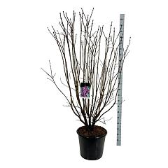 Syringa v. 'Charles Joly'