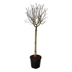 Syringa v. 'Katherine Havemeyer'