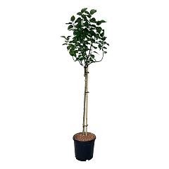 Syringa v. 'Lila Wonder'