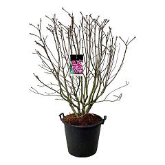 Syringa v. 'Michel Buchner'