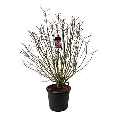 Syringa v. 'Michel Buchner'