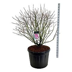 Syringa v. 'Michel Buchner'