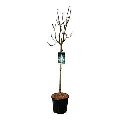 Syringa v. 'Mme Lemoine'