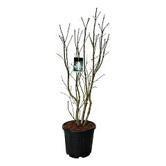 Syringa v. 'Mme Lemoine'