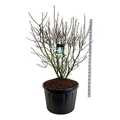 Syringa v. 'Mme Lemoine'