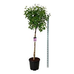 Syringa v. 'Sensation'