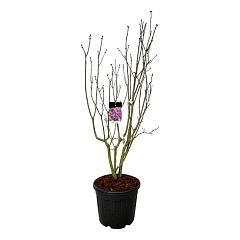 Syringa v. 'Sensation'