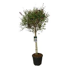 Syringa 'Sugar Plum Fairy'
