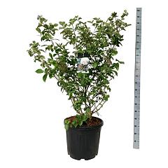 Viburnum carlcephalum