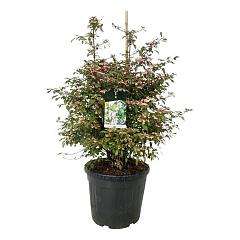 Viburnum plic. 'Molly Schroeder'
