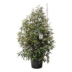 Viburnum 'Pragense'