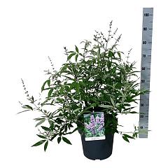 Vitex agnus-castus