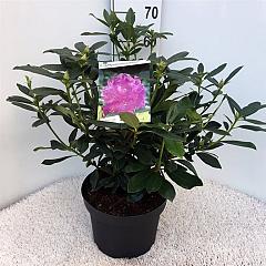 Rhododendron ponticum