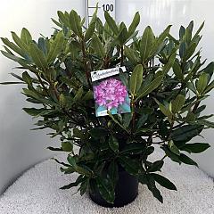 Rhododendron pont. 'Roseum'