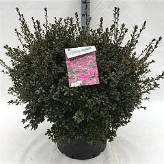 Rhododendron (AJ) 'Amoena'