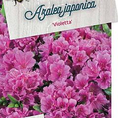 Rhododendron (AJ) 'Violetta'