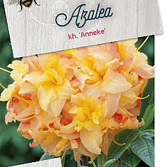 Rhododendron (AK) 'Anneke'