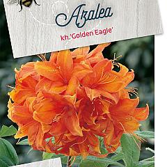 Rhododendron (AK) 'Golden Eagle'