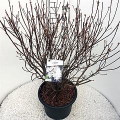 Rhododendron (AM) 'Viscosa'