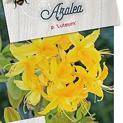 Rhododendron (AP) 'Luteum'
