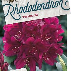 Rhododendron (P) 'Polarnacht'