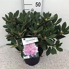 Rhododendron (Y) 'Dreamland'