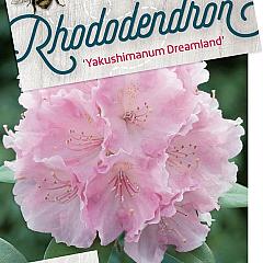 Rhododendron (Y) 'Dreamland'