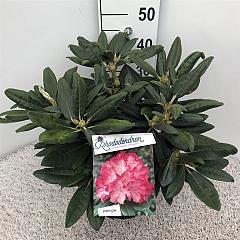 Rhododendron (Y) 'Fantastica'
