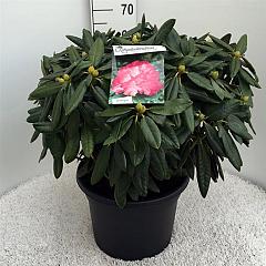 Rhododendron (Y) 'Fantastica'
