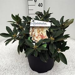 Rhododendron (Y) 'Golden Torch'