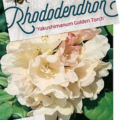 Rhododendron (Y) 'Golden Torch'