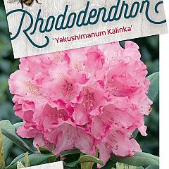 Rhododendron (Y) 'Kalinka'