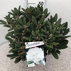 Rhododendron (Y) 'Porzellan'