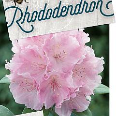 Rhododendron (Y) 'Silberwolke'
