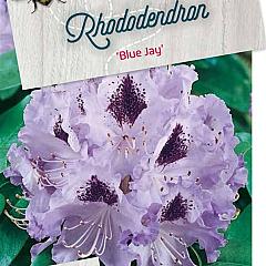 Rhododendron 'Blue Jay'