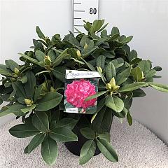 Rhododendron 'Germania'