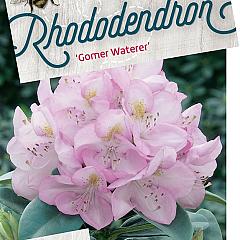 Rhododendron 'Gomer Waterer'