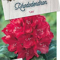 Rhododendron 'Leo'