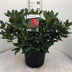 Rhododendron 'Lord Roberts'