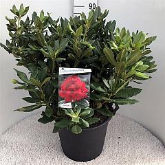 Rhododendron 'Lord Roberts'