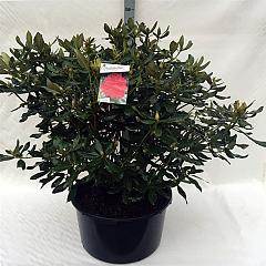 Rhododendron 'Nova Zembla'