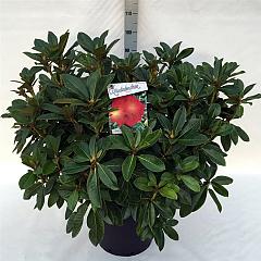 Rhododendron 'Red Jack'