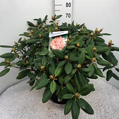 Rhododendron 'Virginia Richards'