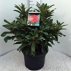 Rhododendron 'Wilgen's Ruby'