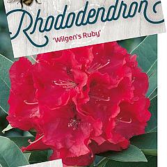 Rhododendron 'Wilgen's Ruby'