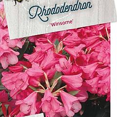 Rhododendron 'Winsome'