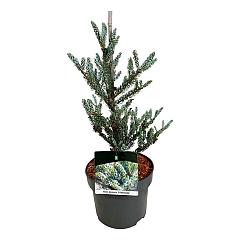 Abies koreana 'Silberlocke'