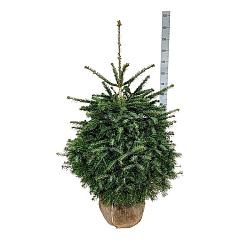 Abies nordmanniana